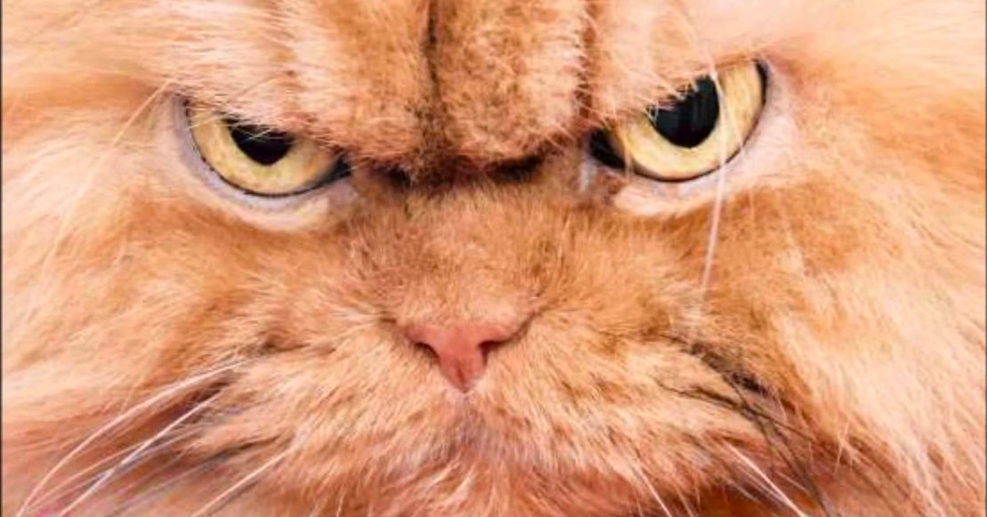 6 Subtle Signs Your Cat is Secretly Mad At You – Meowingtons